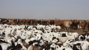 Le potentiel de la viande en Mauritanie : un nouveau levier pour les investisseurs tournés vers l’export